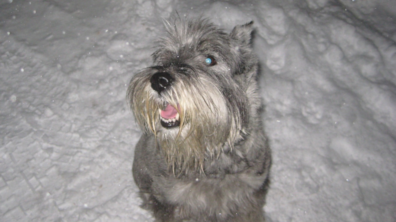 Серый шнауцер в снегу