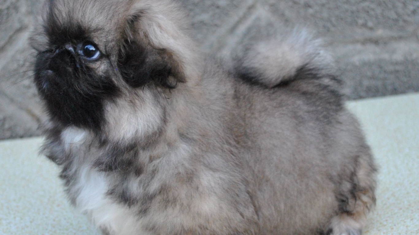 Серый маленький пекинес