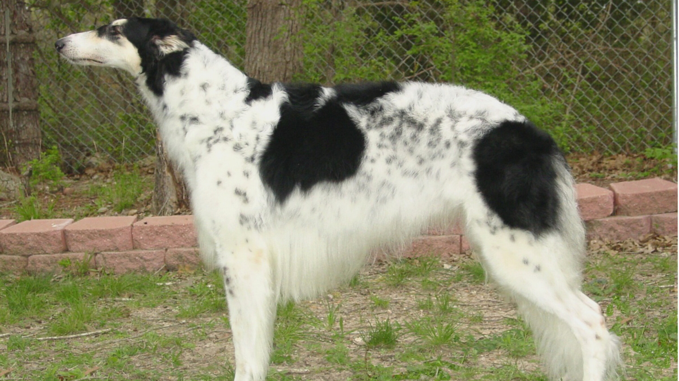 Борзая собака в вольере