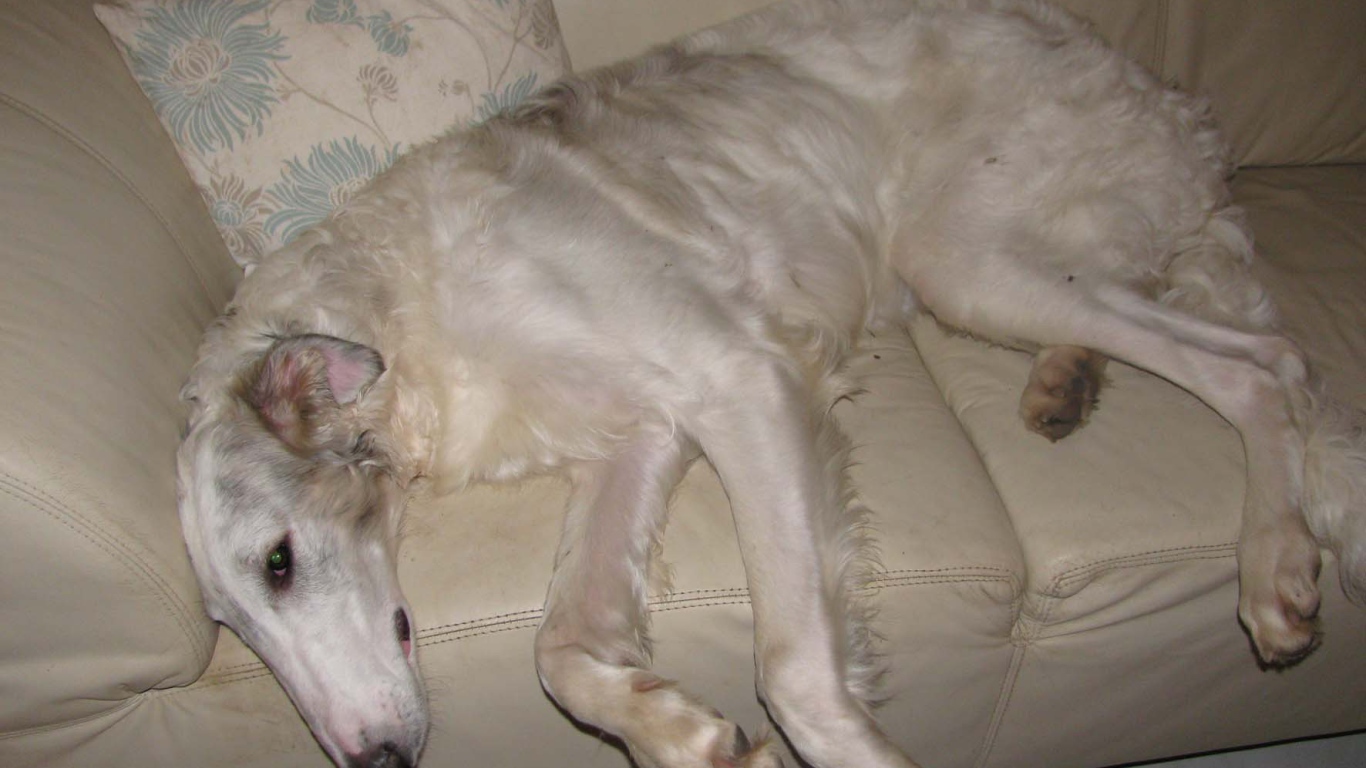 Борзая собака лежит на диване