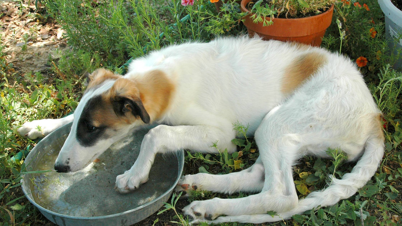 Борзая пьет воду