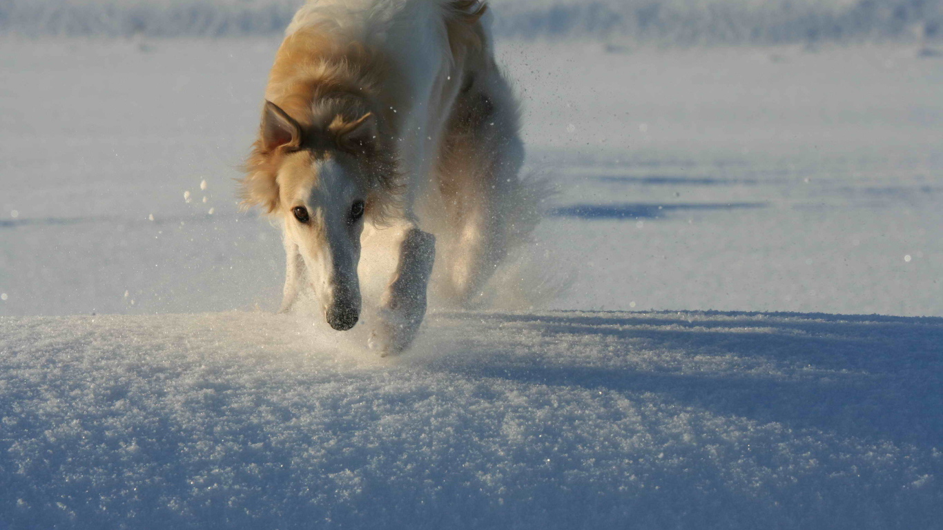 Борзая бежит по снегу