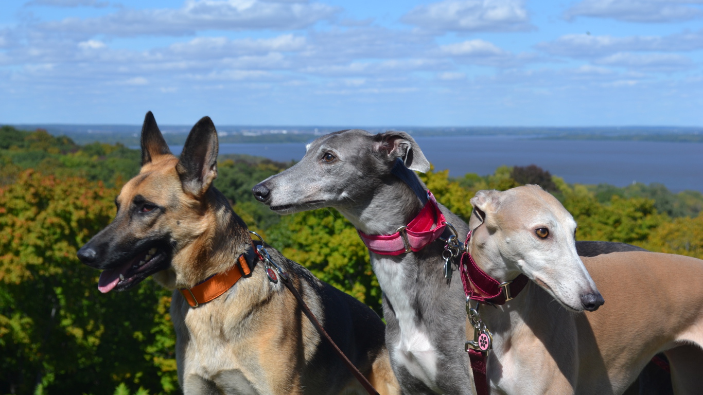 Борзые собаки с овчаркой