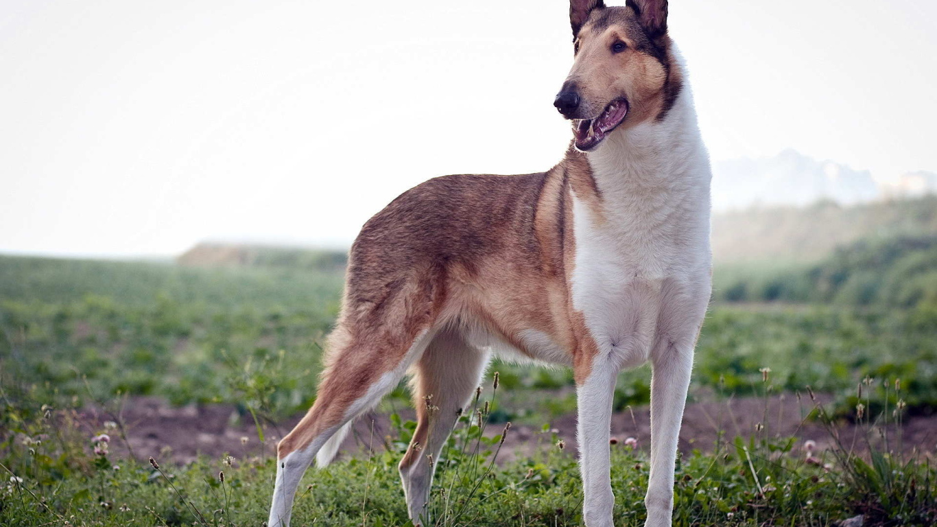 Короткошерстная собака колли