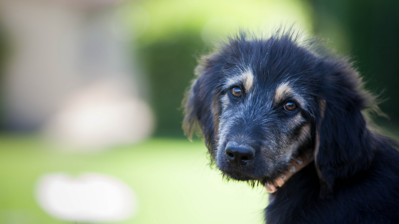 Красивый черный щенок