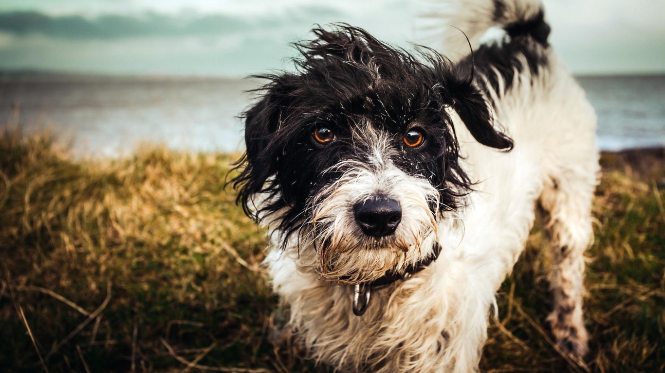 Бездомный пес шитцу