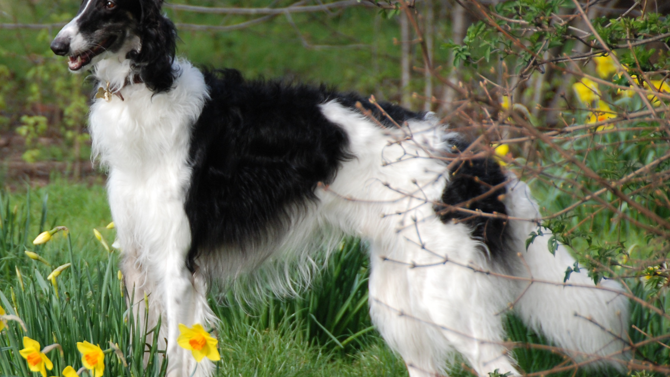 Борзая среди цветов