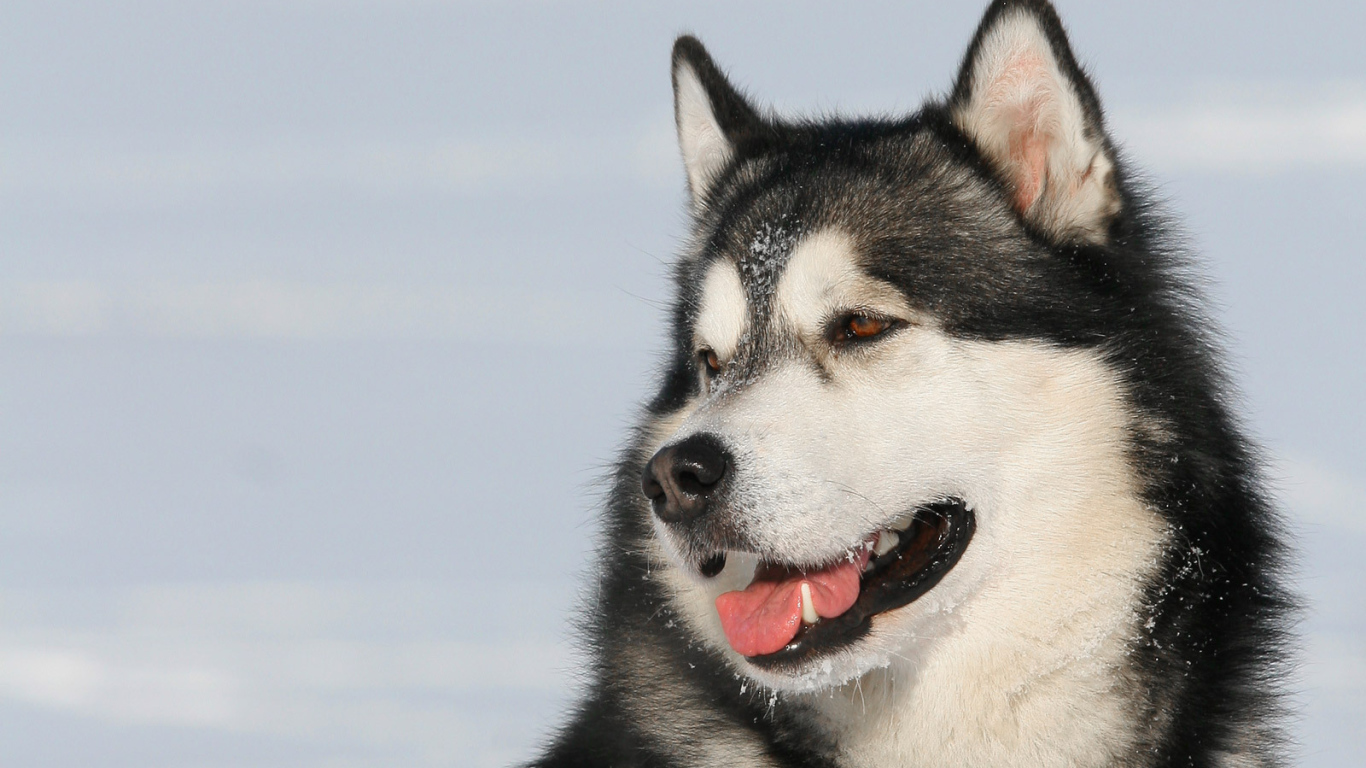 Пес лайка улыбается