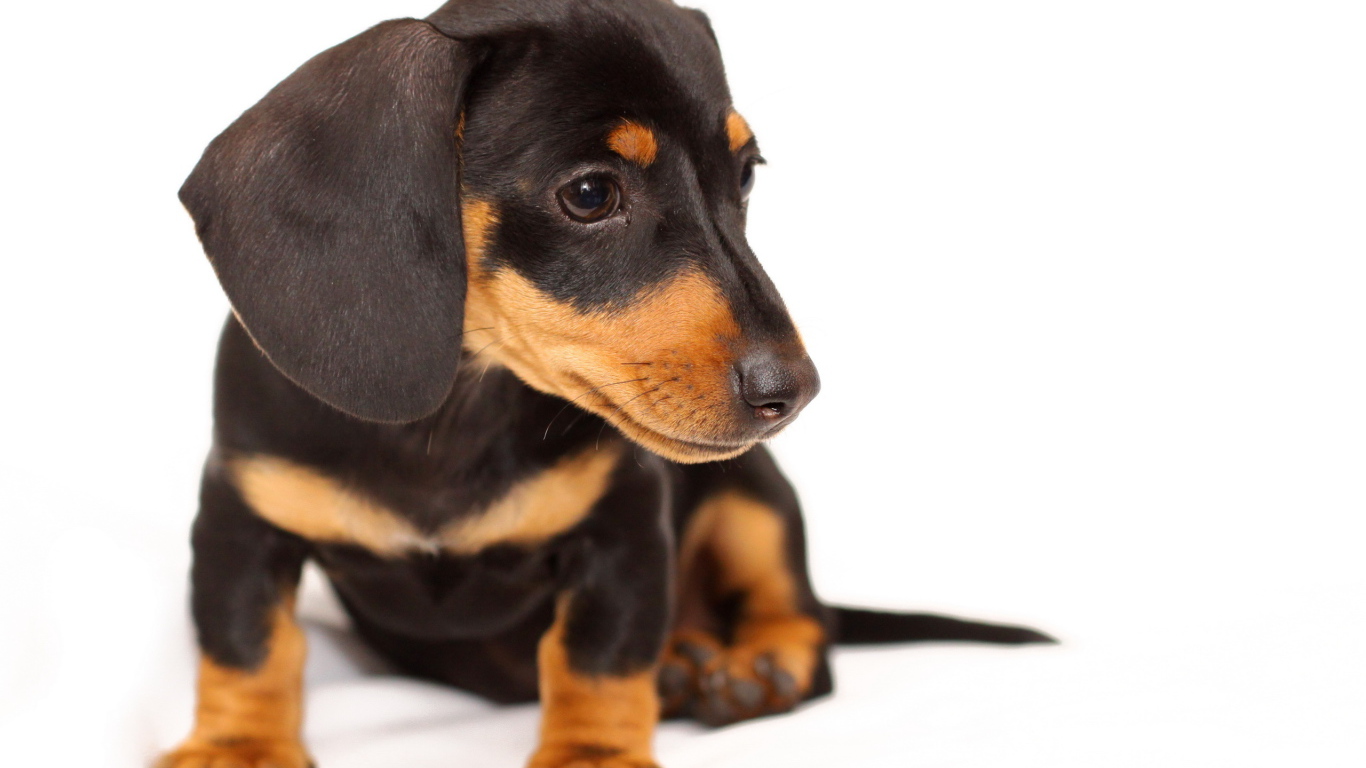 Заинтересованный щенок таксы