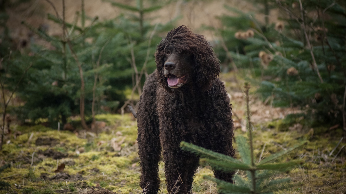 Irish Water Spaniel in the forest