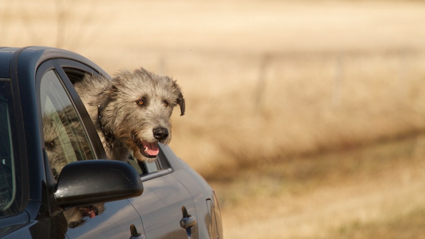 Пес ирландский волкодав смотрит в окно
