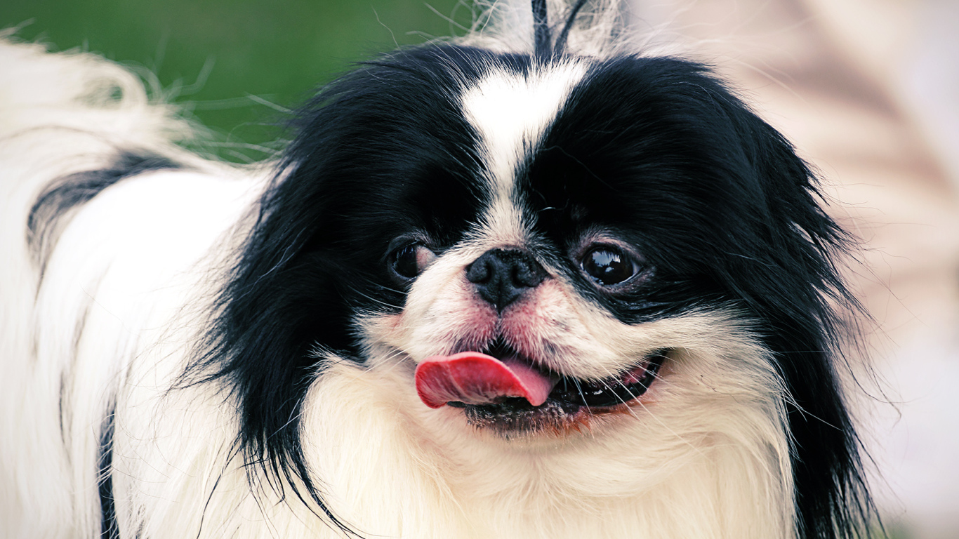 Собака японский хин на поводке