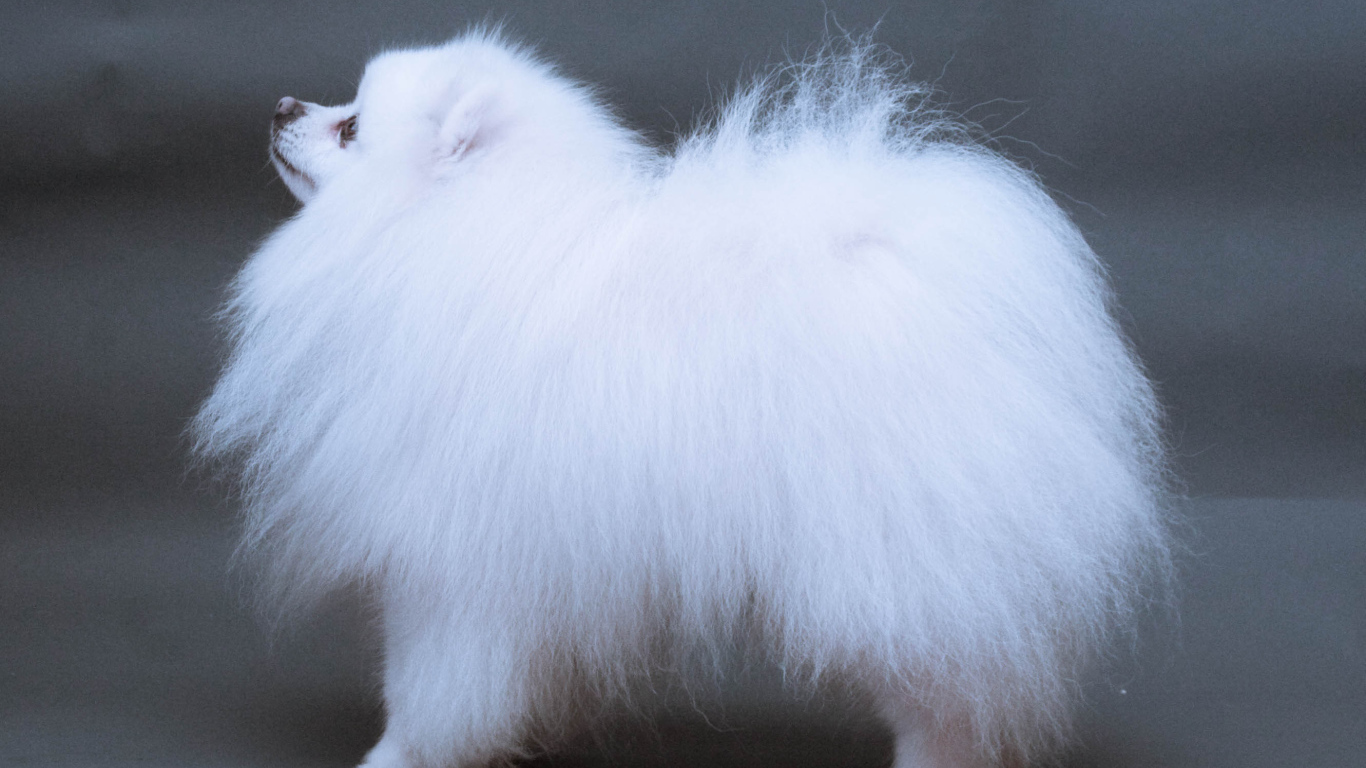 Японский шпиц позирует