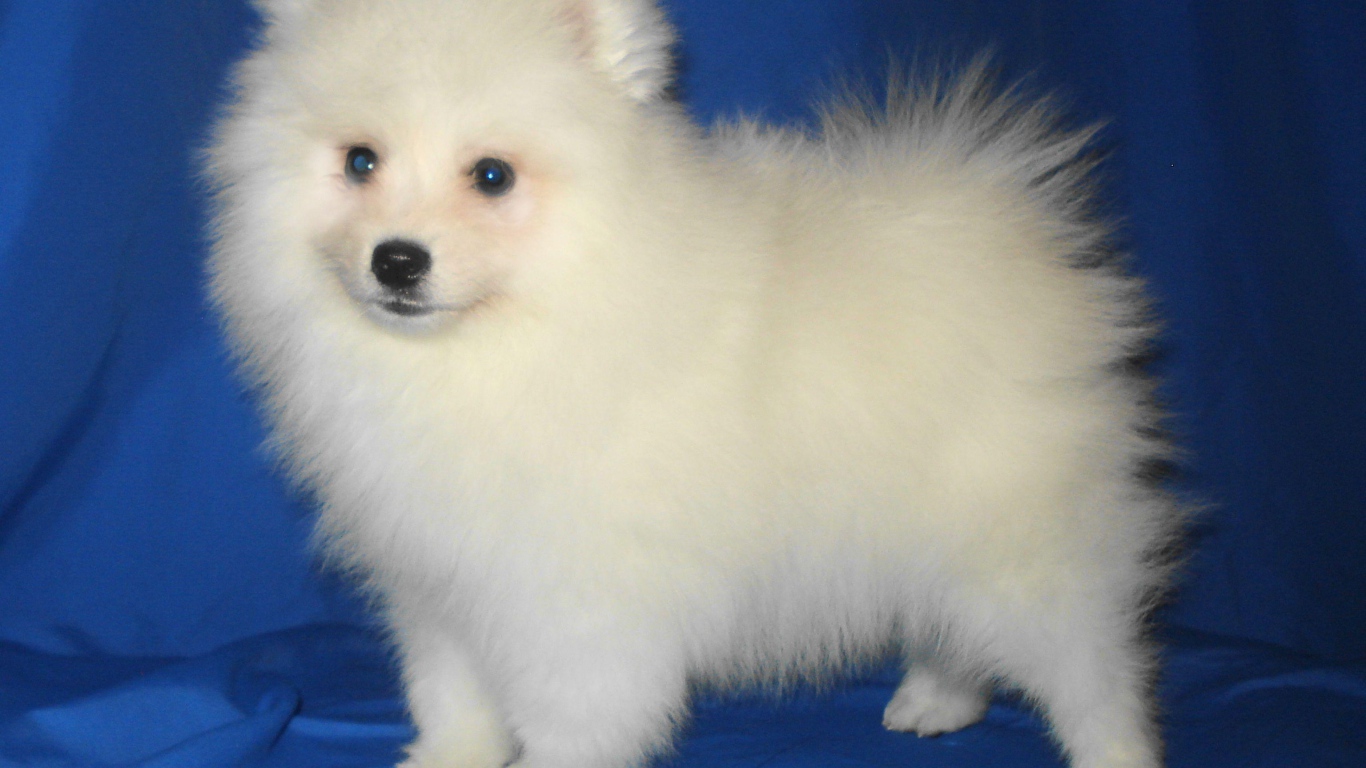 Щенок японского шпица