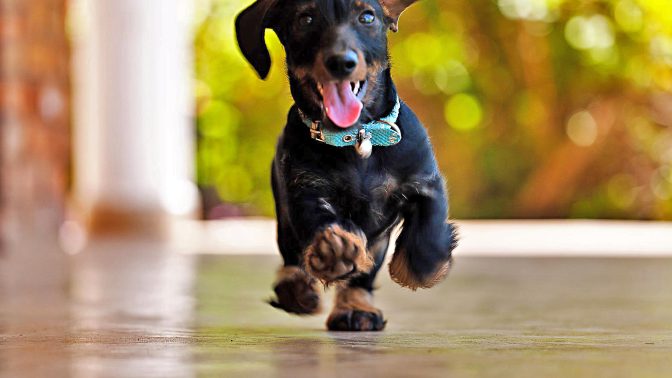 Радостная такса бежит