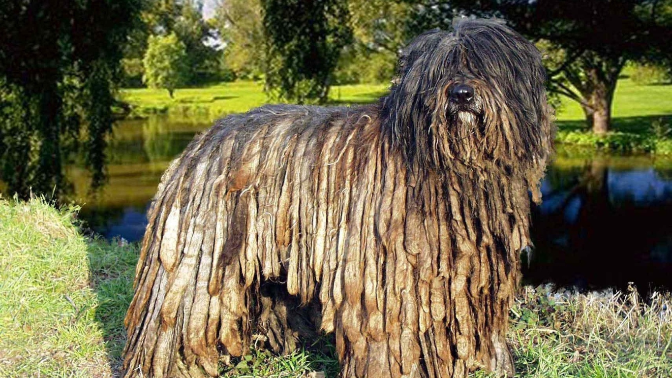 Собака комондор в парке