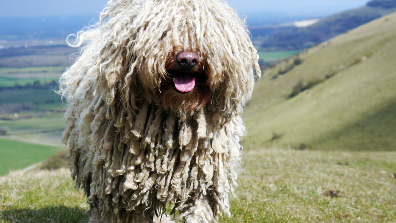 Комондор в горах