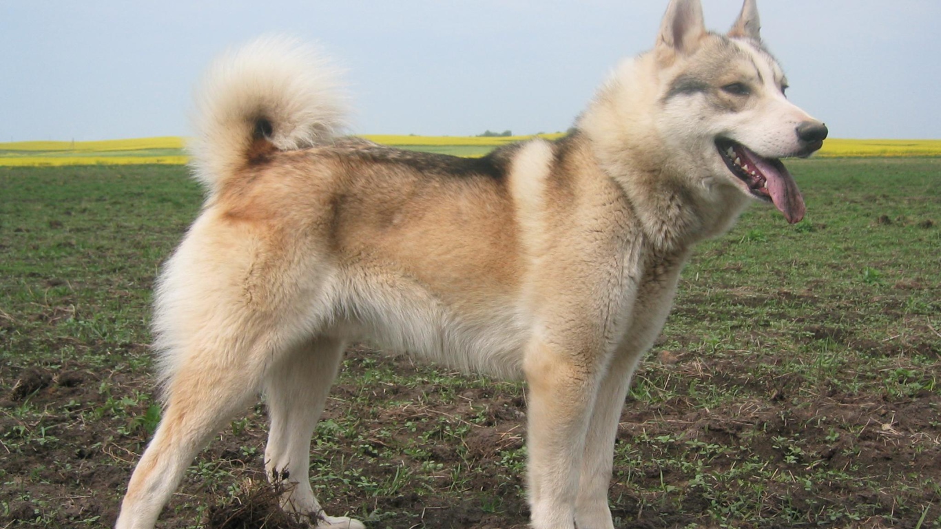 Лайка на просторе