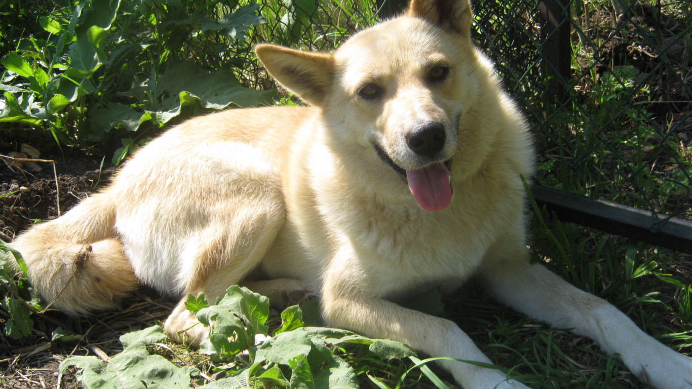 Лайка лежит у забора