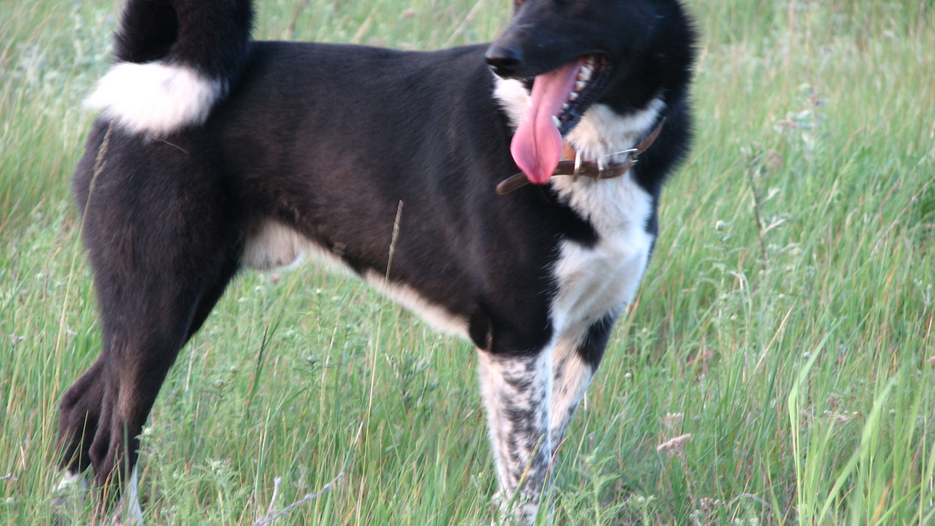 Лайка на летнем лугу