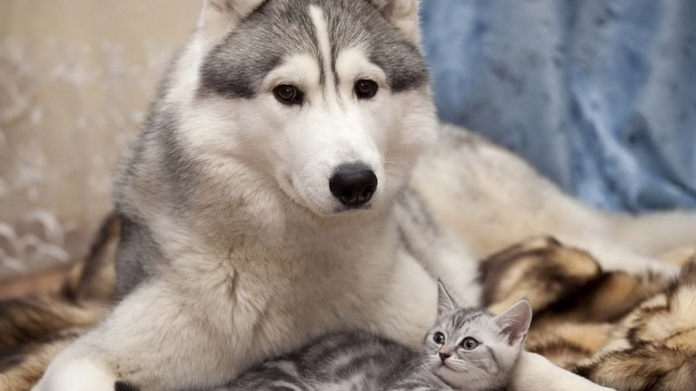 Лайка с котенком