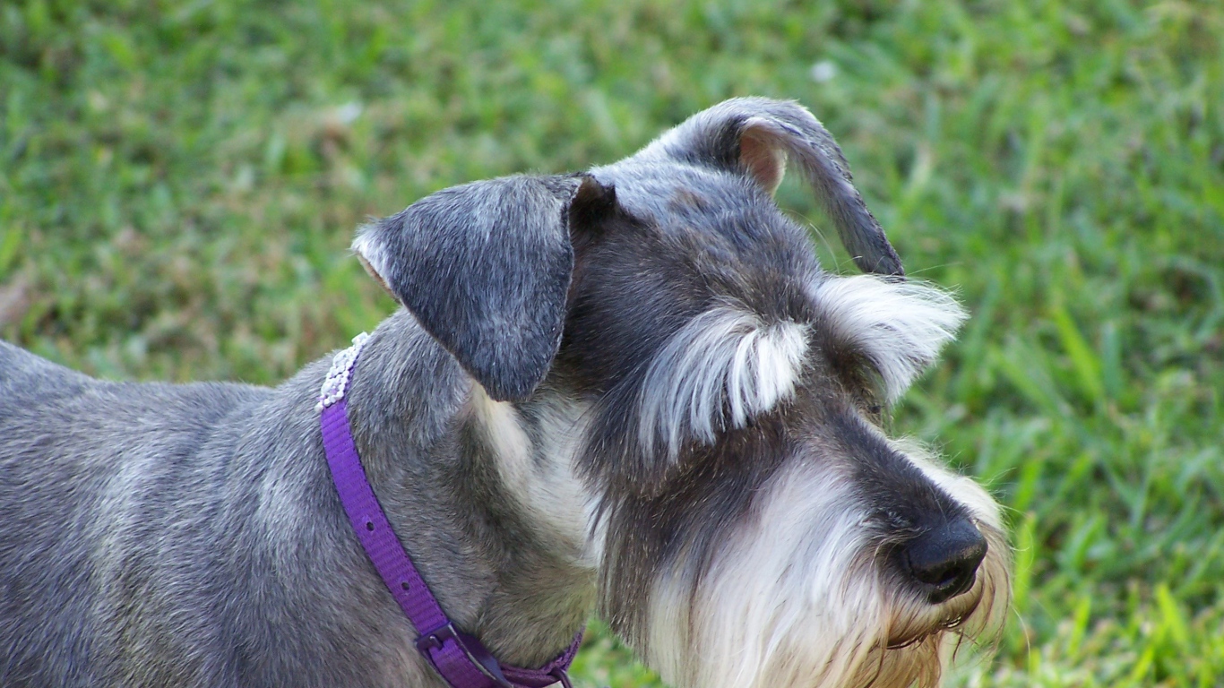 Ухоженный шнауцер на прогулке