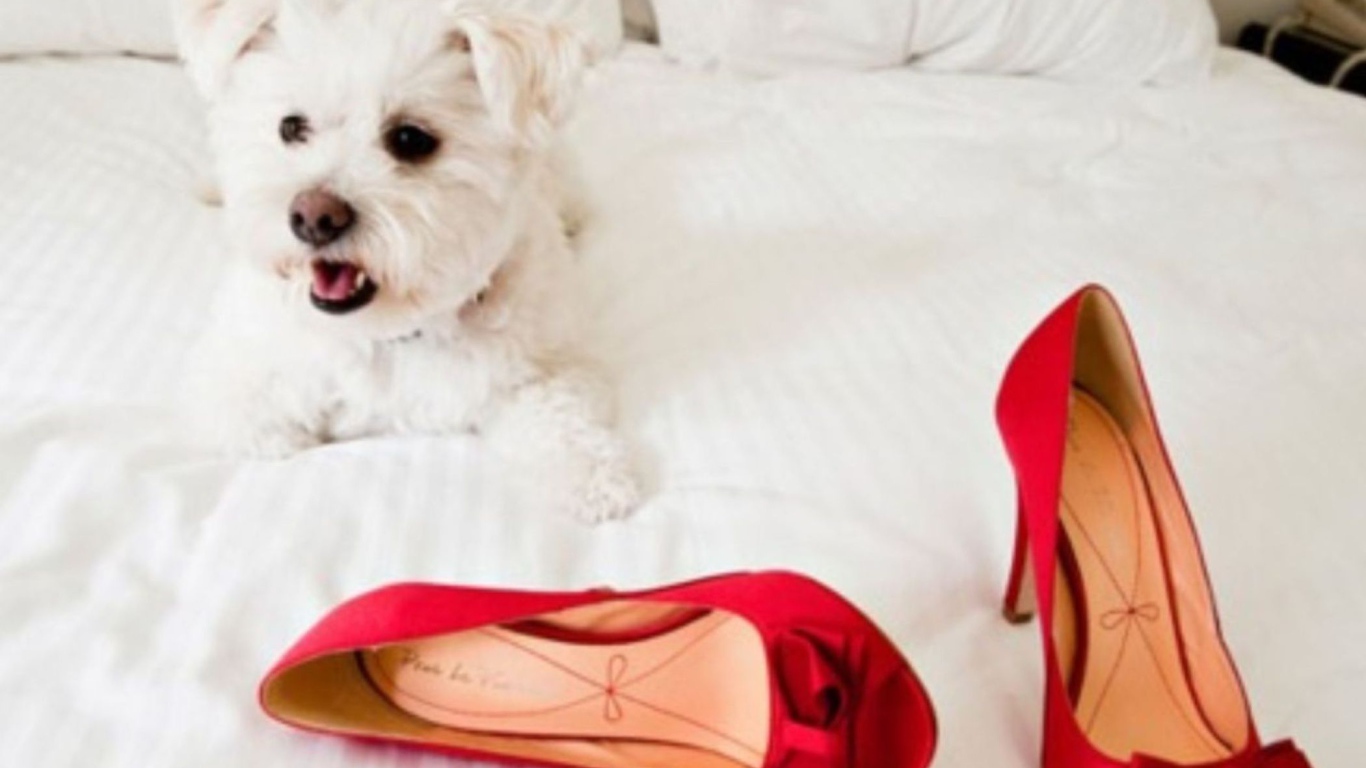 Болонка и красные туфли