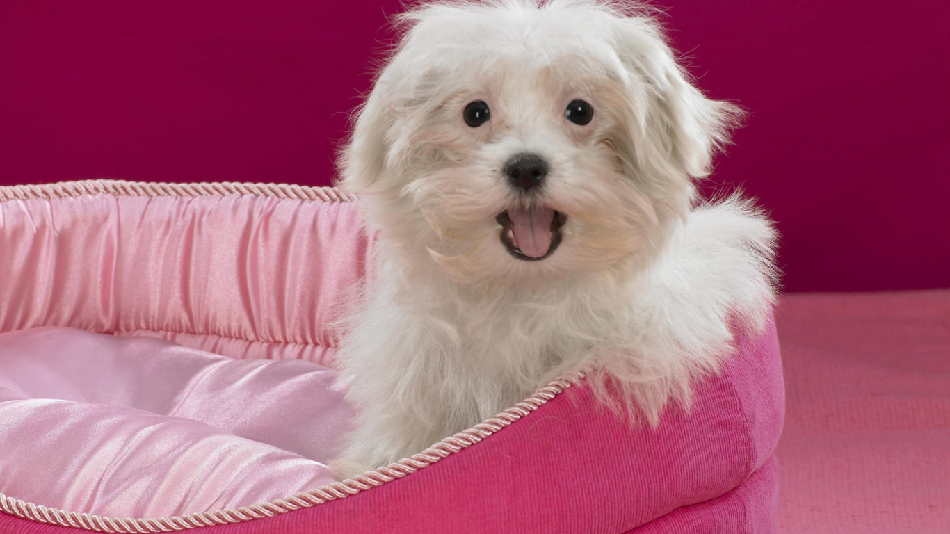 Болонка в розовом