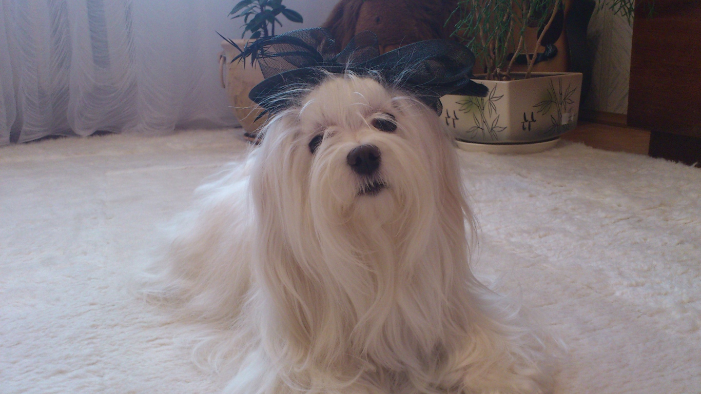 Болонка в квартире