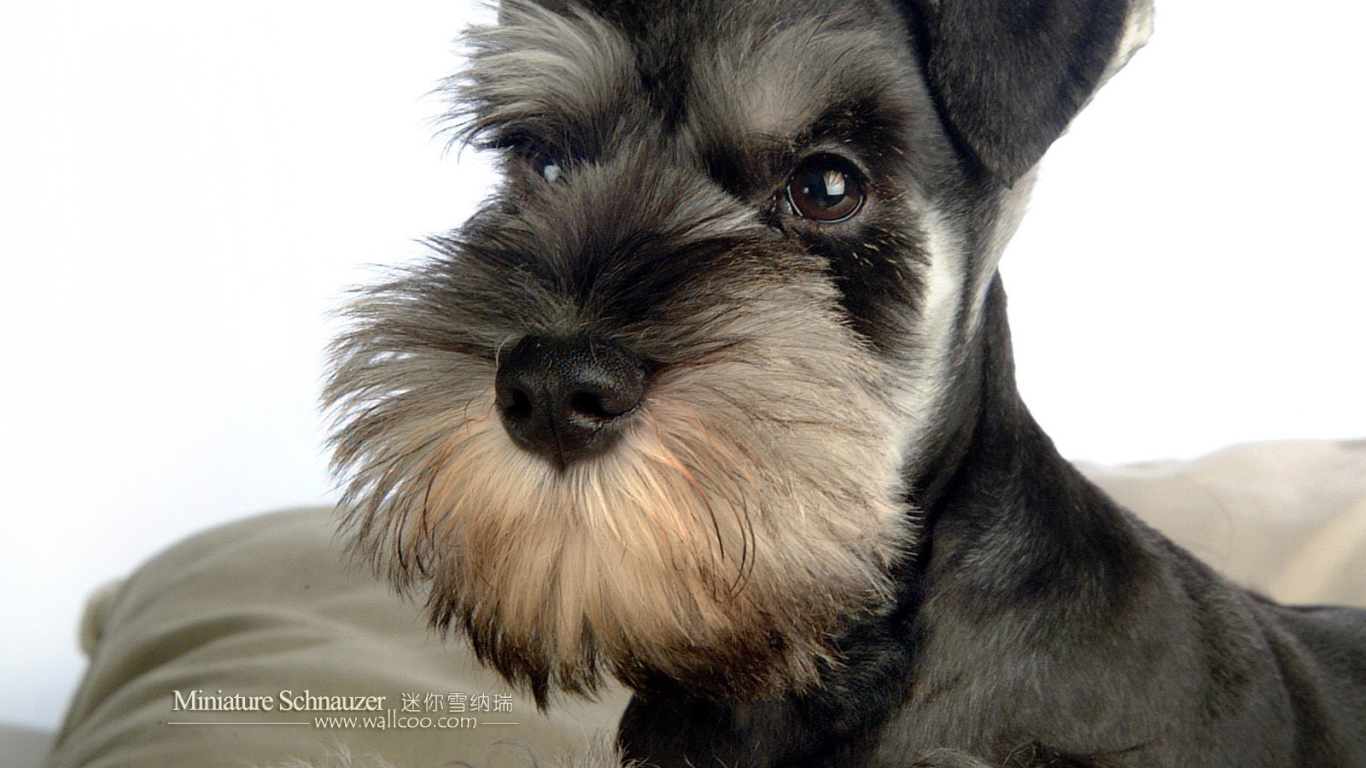 Маленький шнауцер на подушке
