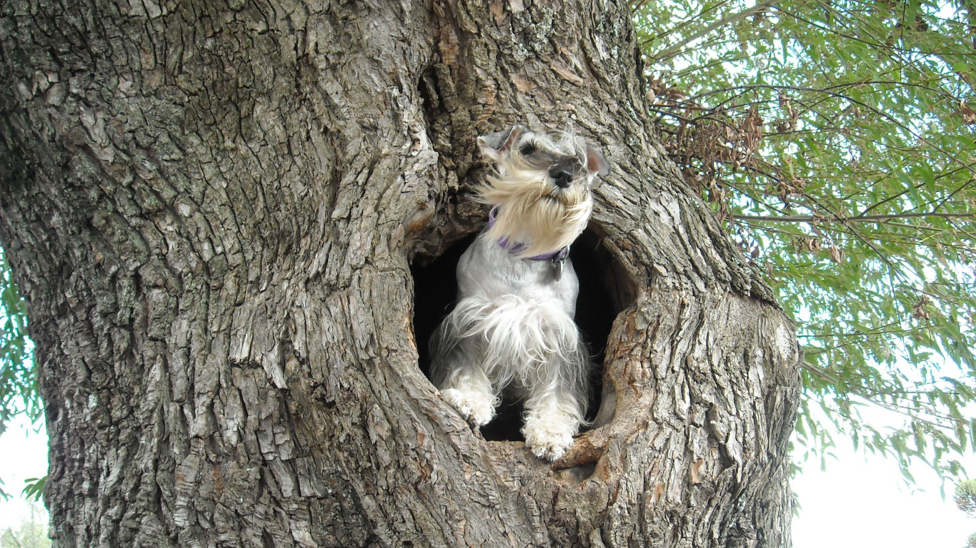 Маленький шнауцер на дереве