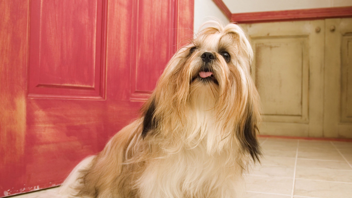 Длинные волосы у шитцу