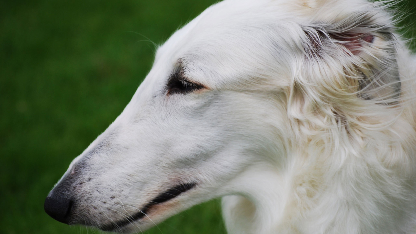 Длинная морда борзой собаки