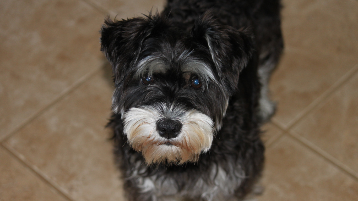 Взгляд маленького шнауцера