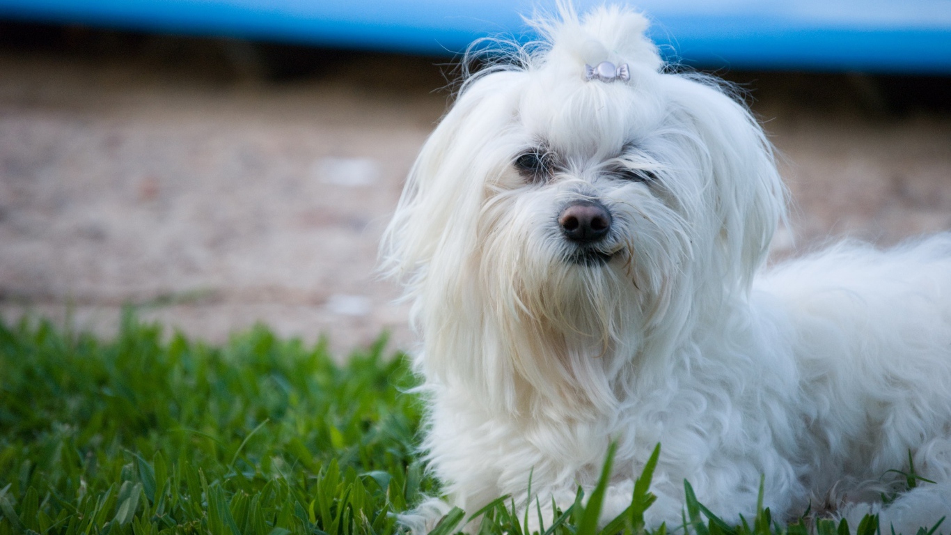 Мальтийская болонка на прогулке