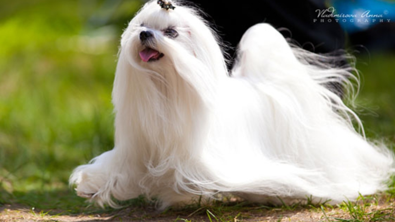 Мальтийская болонка бежит