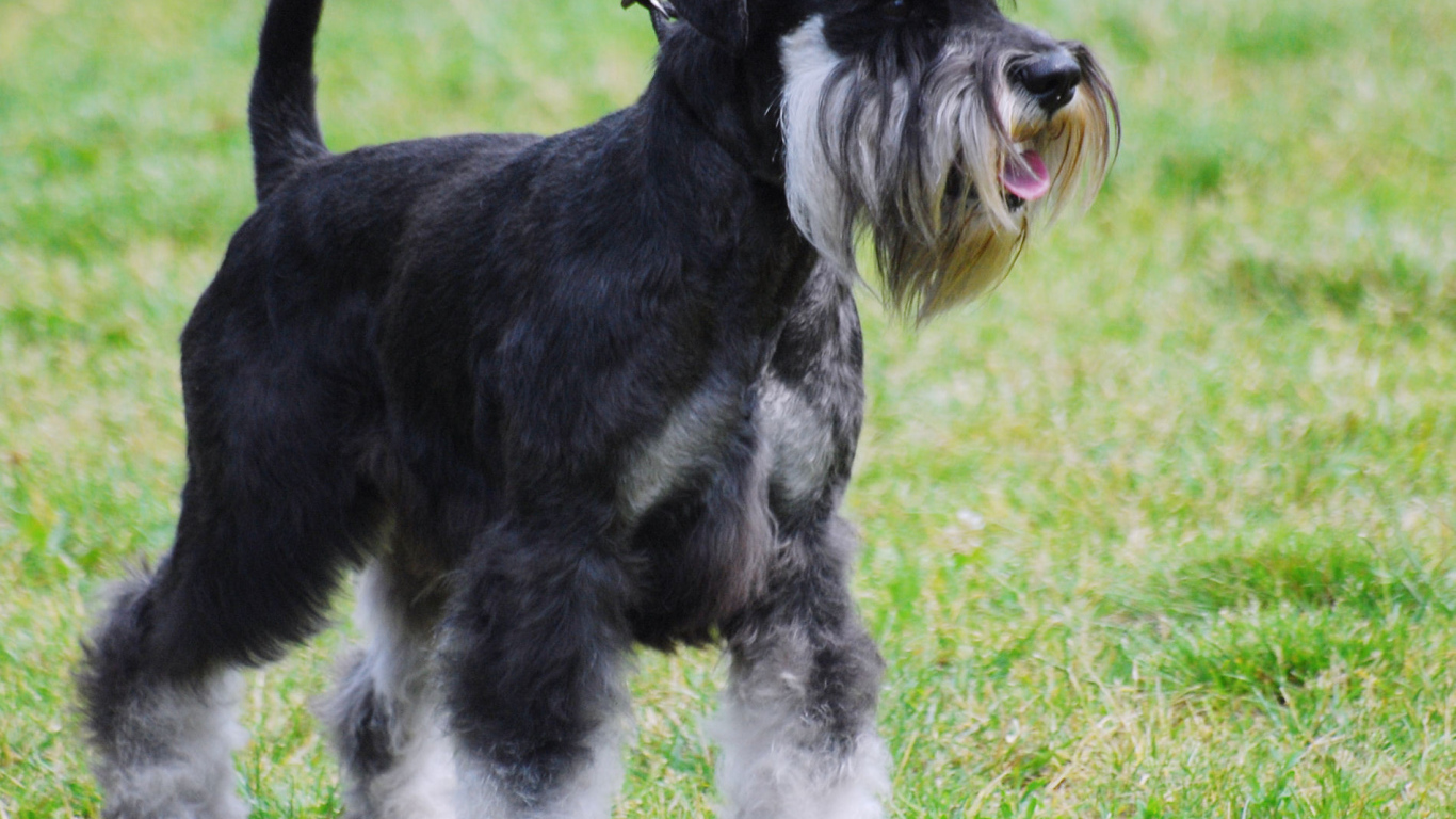 Миниатюрный шнауцер на прогулке