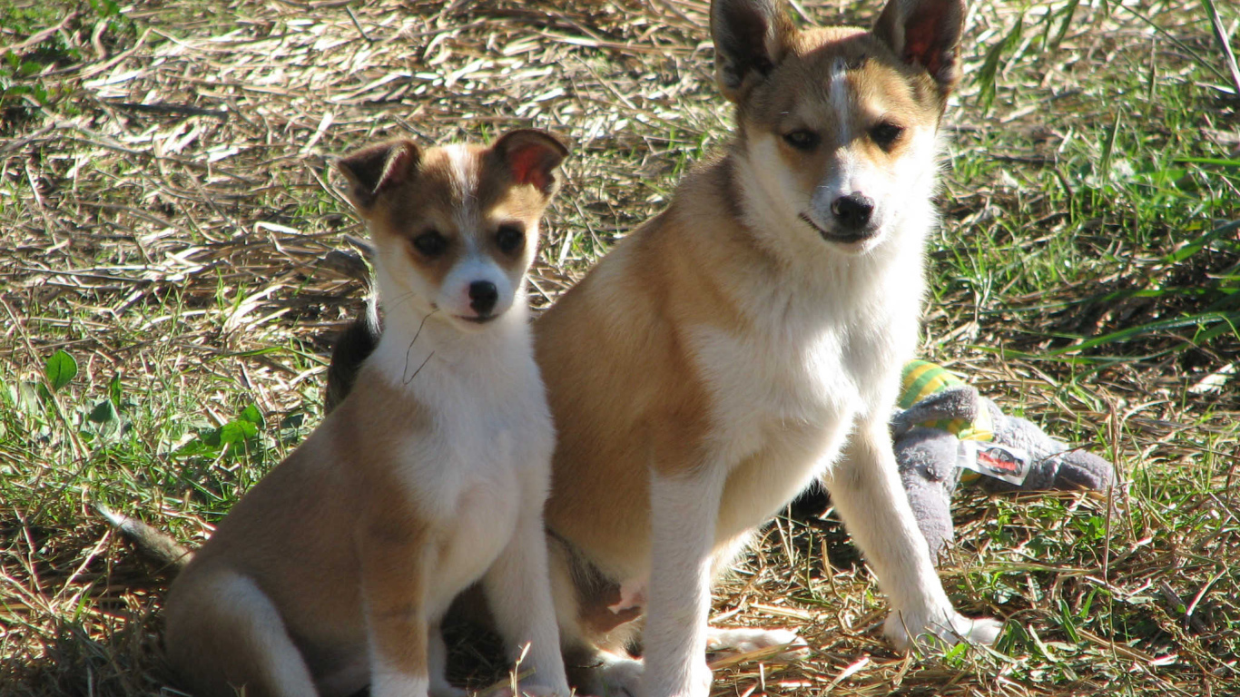 Мама норвежский лундехунд с щенком