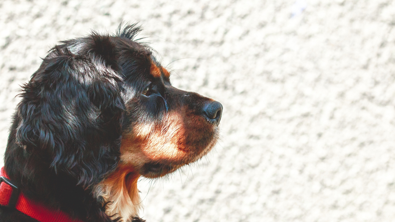 Мордочка кавалер кинг чарльз спаниеля