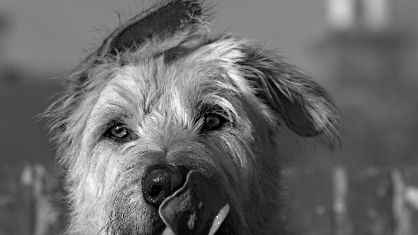 Мордочка ирландского волкодава