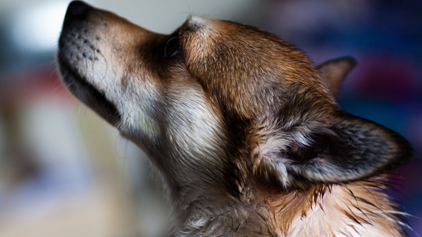 Мордочка норвежского лундехунда