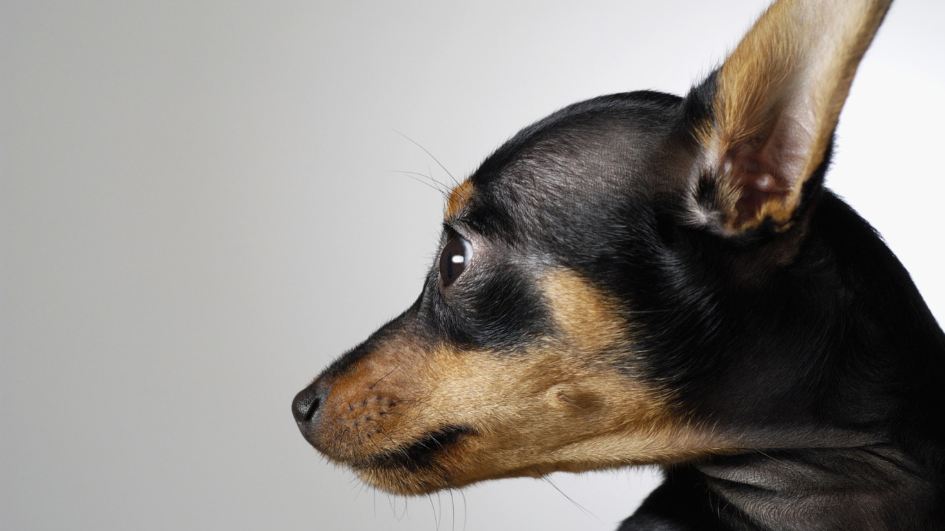 Морда собаки чихуахуа