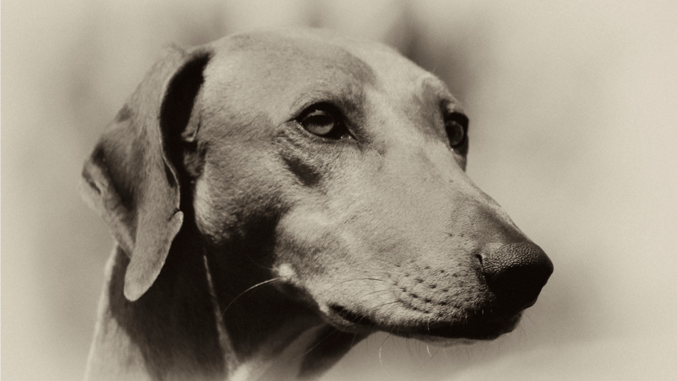 Мордочка собаки азавак