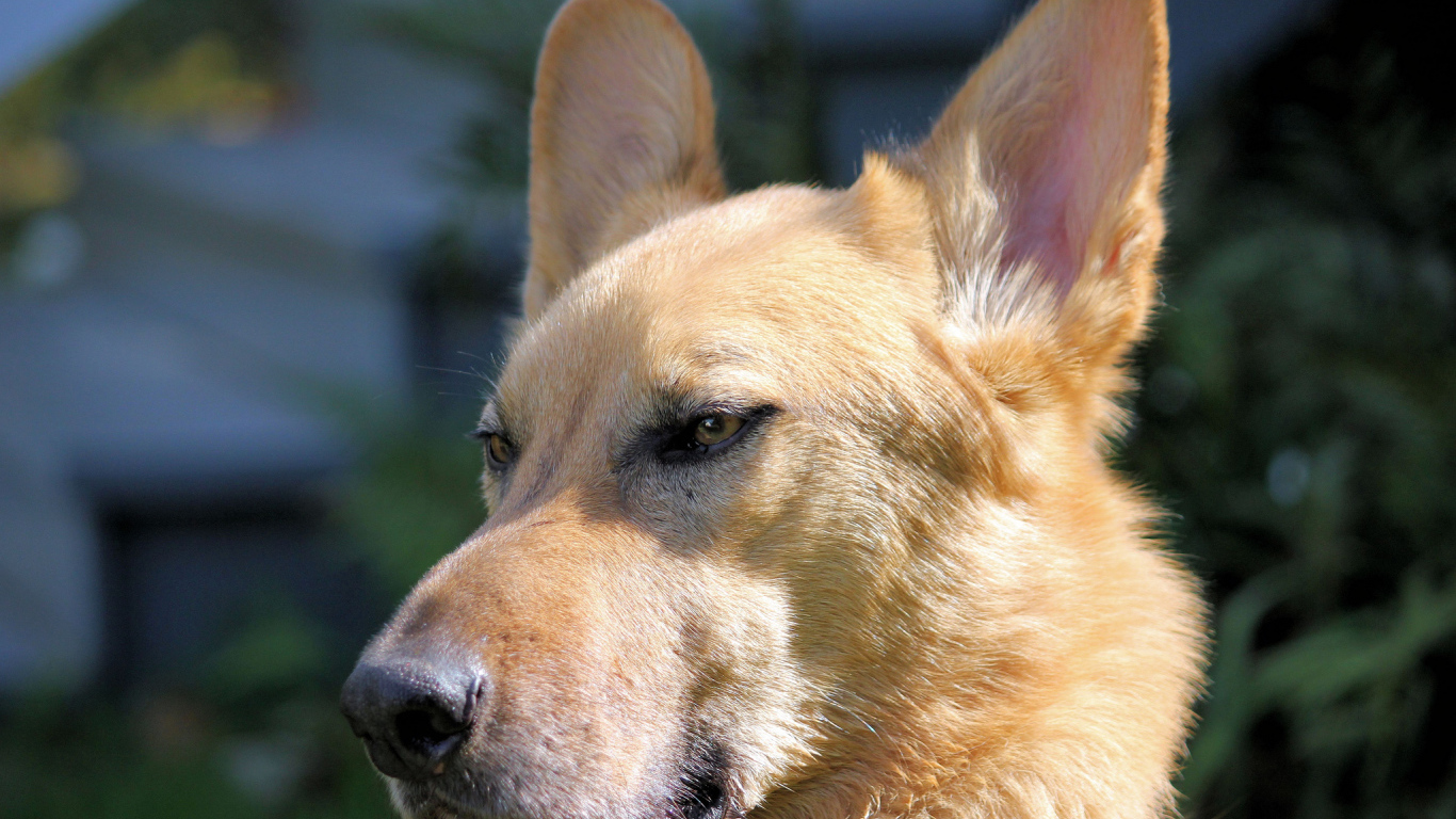 Морда пса чинук