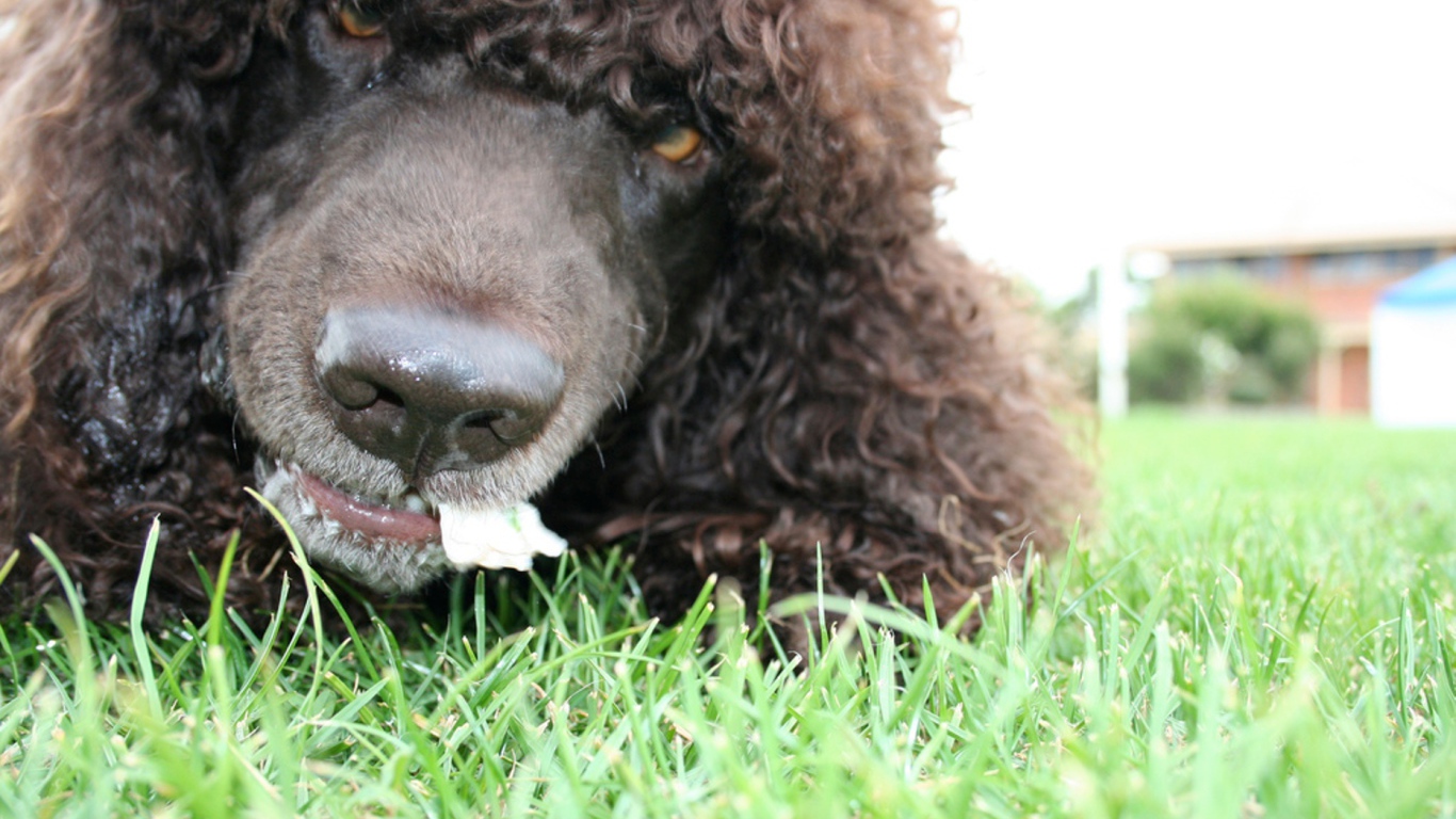Морда собаки ирландский водяной спаниель