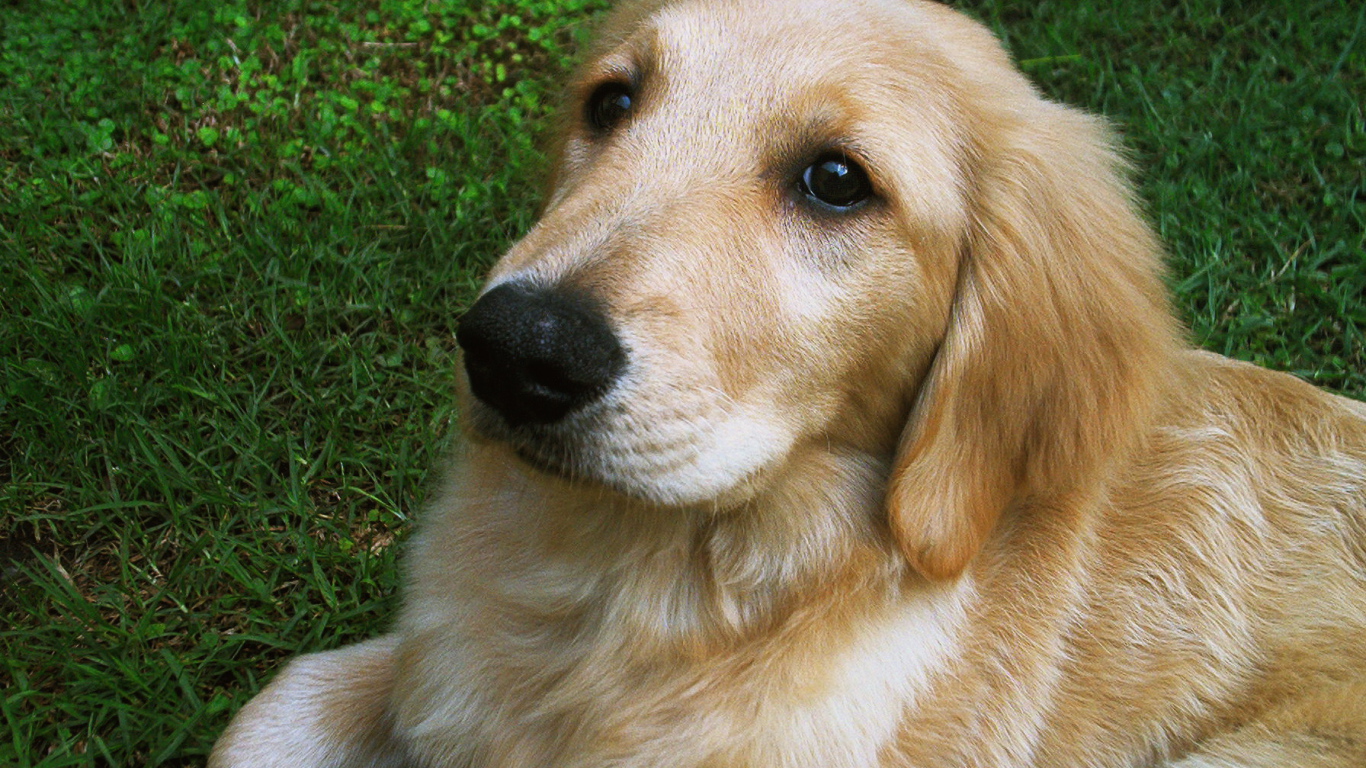 Мордочка золотого ретривера