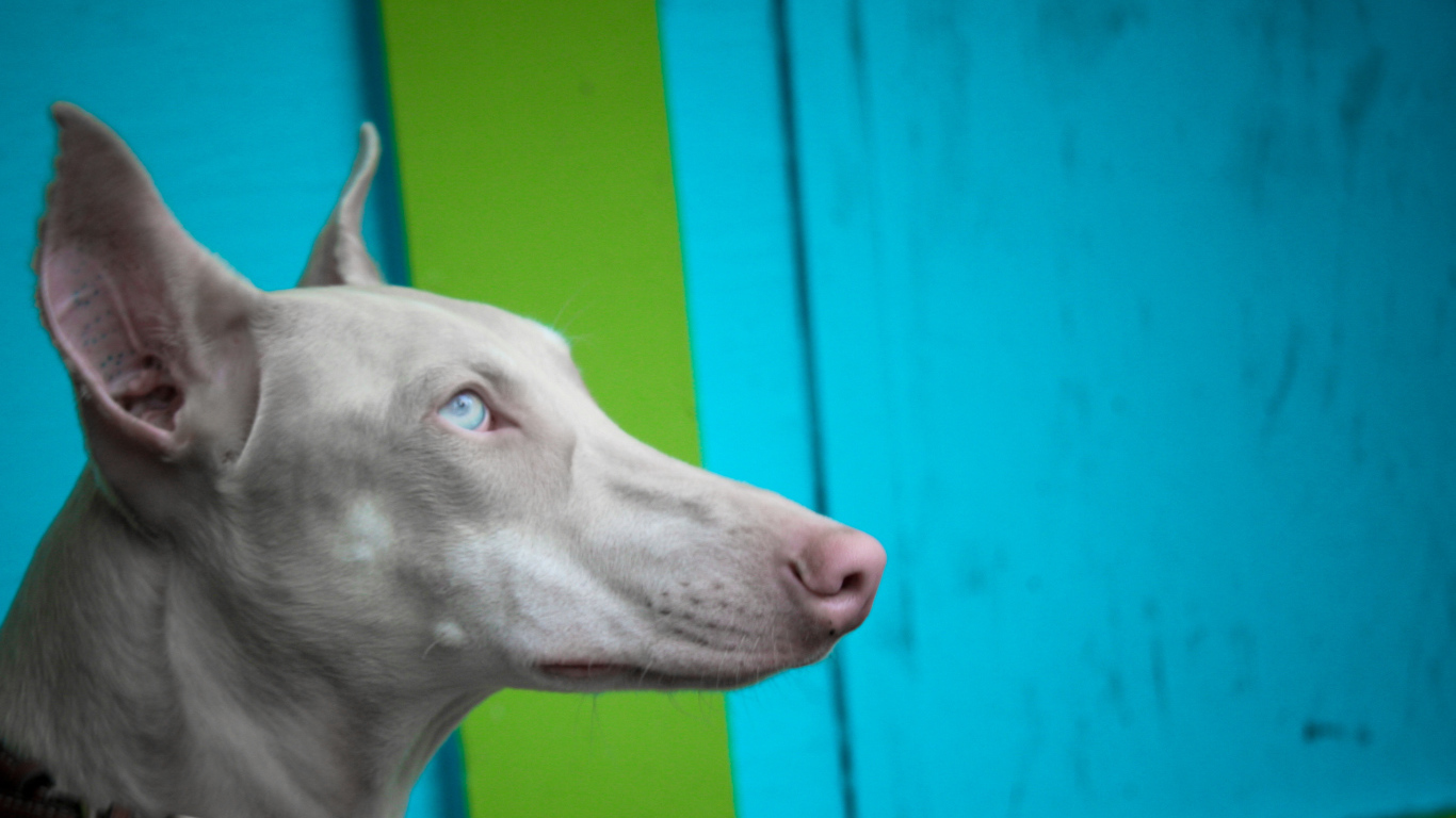 Морда серой фараоновой собаки