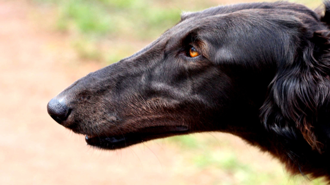 Морда борзой собаки