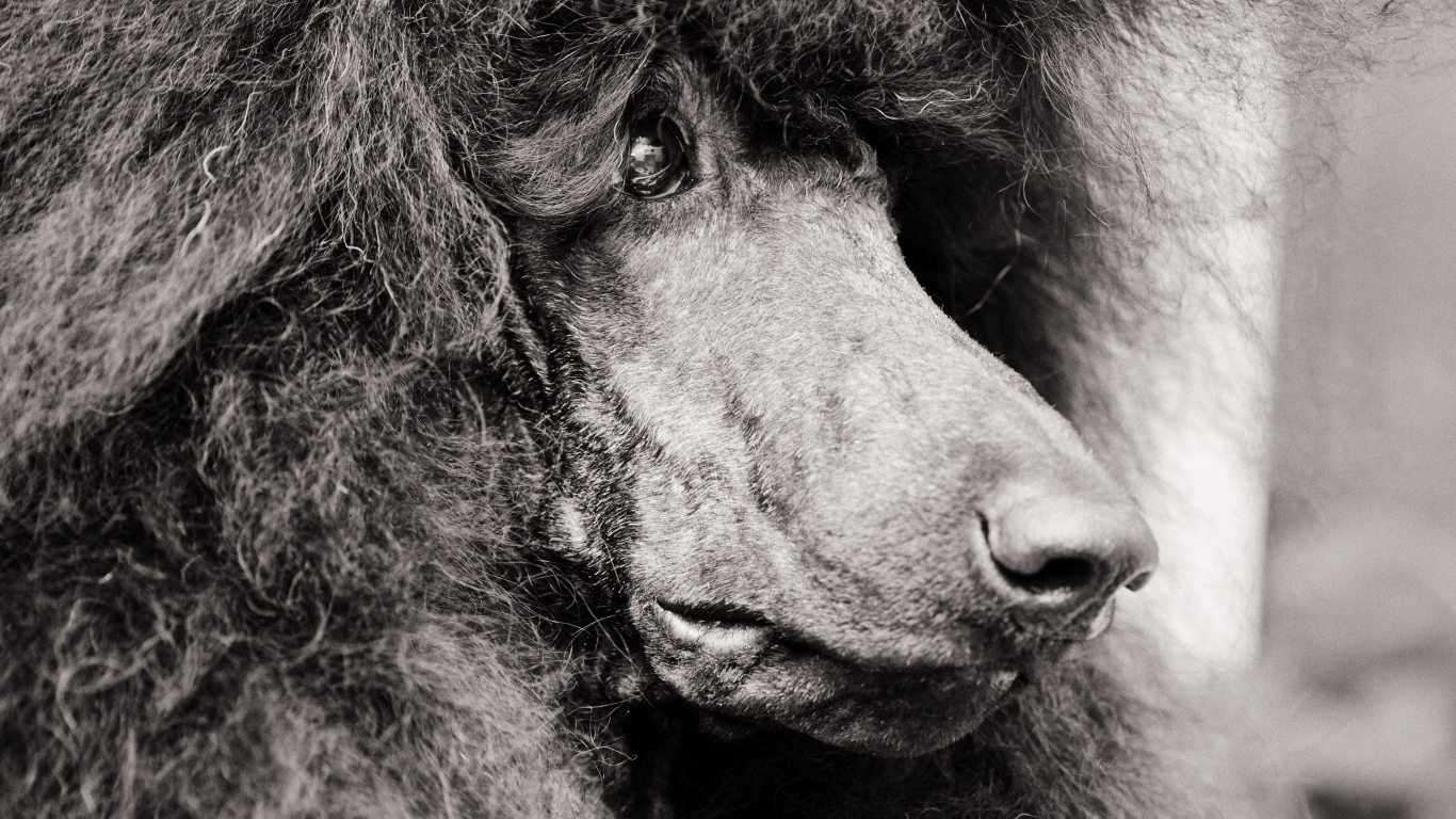 Морда черного пуделя