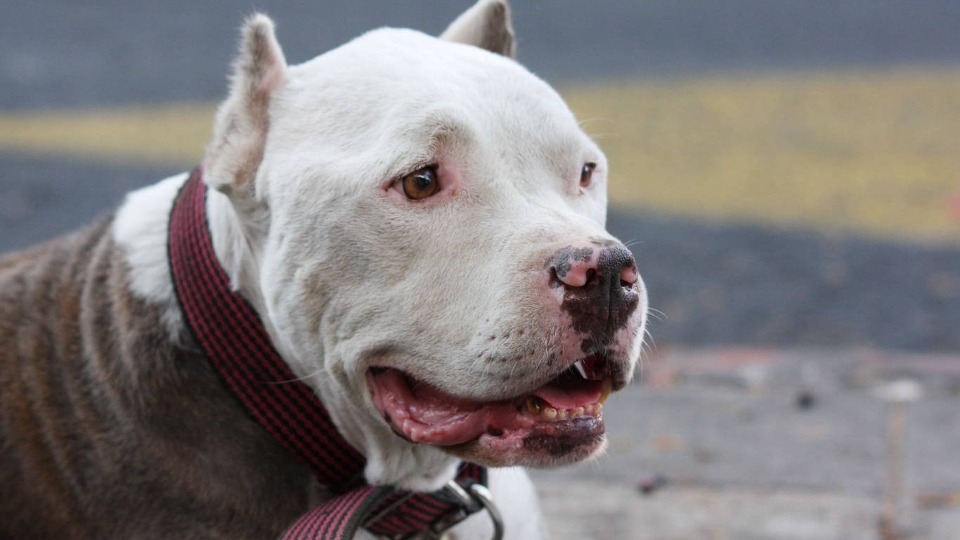 Морда белого питбуля